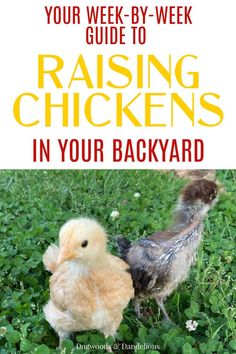 two chickens in the grass with text overlay reading your week - by - week guide to raising chickens in your backyard