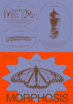 an orange and blue poster with different types of butterflies on it's sides, including the words metas