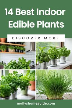 the best indoor edible plants to grow in your home or garden, including herbs and other greenery