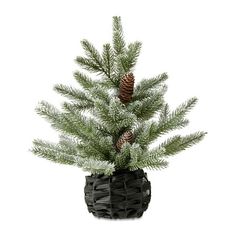 a small pine tree in a black pot