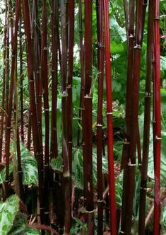 tall red bamboo trees in the jungle