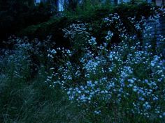 blue flowers growing on the side of a building in front of some bushes and trees