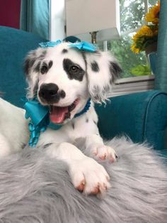 a black and white dog sitting on top of a blue chair