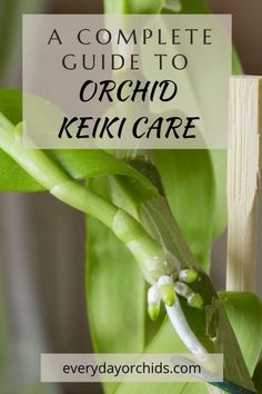 a complete guide to orchid keffi care