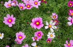 pink and white flowers growing in the grass