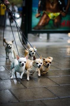 several small dogs are being walked down the street