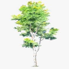 a watercolor painting of a tree on a white background