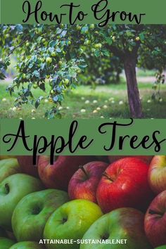 apple tree collage with green and red apples. Growing Apple Trees, Backyard Orchard, Vegetables In Pots, Fruit Butter, Growing Vegetables In Pots