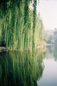 trees are reflected in the water on a sunny day