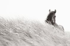 a black and white photo of a horse running through tall grass in the wind,