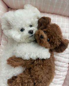 two brown and white poodles cuddle together on a pink blanket in a baby crib