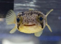 a puffer fish in an aquarium looking at the camera