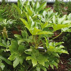 some green plants are growing in the ground near a brick wall and white roofing