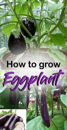 eggplant growing in a pot with the words how to grow eggplant