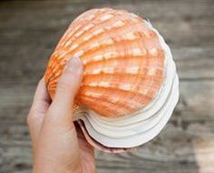 a hand holding an orange shell on top of a wooden table