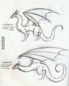 some sketches of different types of dragon wings and tail, from the beginning to the end