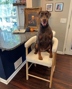 a brown dog sitting on top of a white chair next to a table with pictures on it