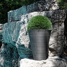 a large potted plant sitting on top of a rock