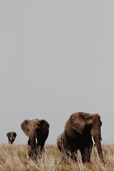 two elephants are walking through the tall grass