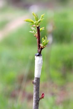 a small tree that is growing out of the ground