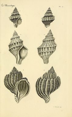 four different shells are shown in black and white