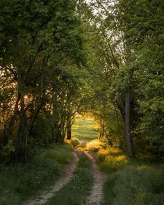 a dirt road surrounded by trees and grass