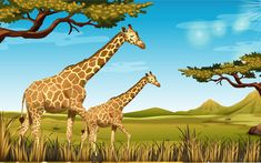 two giraffes are standing in the grass near some trees and rocks on a sunny day