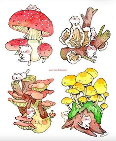 four different types of mushrooms on a white background