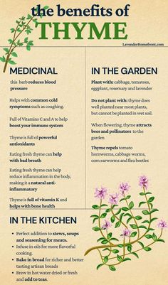 A beginner's guide to growing and harvesting and preserving thyme! Thyme has many benefits and is an easy to grow herb for your garden. Salvia Plant Benefits, Herb Guide For Witches, Herbs For Capricorn, How To Grow Thyme, Herbs To Plant Together, Herb Information, Benefits Of Thyme, Herb Uses, Thyme Uses