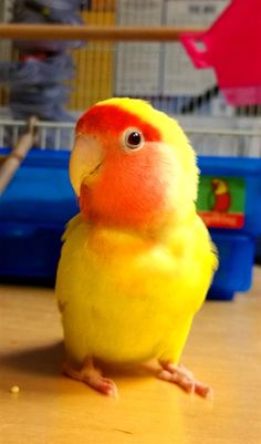 a yellow and red bird sitting on top of a wooden table