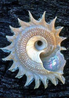 the shell is shaped like a fish's eye