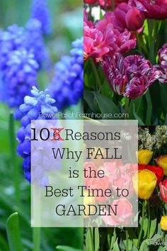 colorful flowers with the words 10 x reasons why fall is the best time to garden