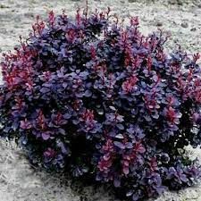 purple flowers growing out of the sand in the middle of an open area with grass and dirt