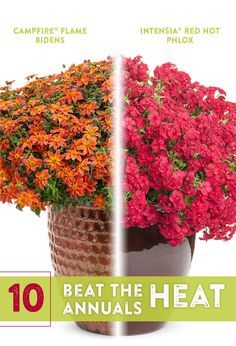 two different types of flowers are shown in the same vase and on each side there is an info sheet with text that says beat the heat