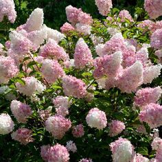 pink and white flowers blooming in the garden