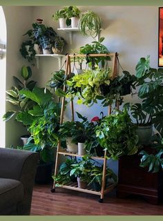 a room filled with lots of green plants and potted plants on top of shelves