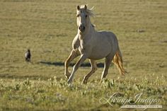 a white horse is running through the grass