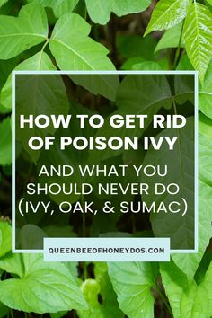 green leaves with the words how to get rid of poison ivy and what you should never do ivy, oak & sumac