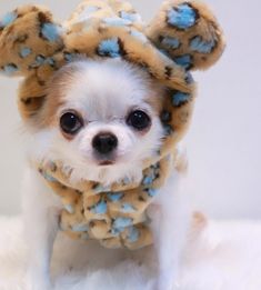 a small dog is dressed up like a teddy bear with blue flowers on it's ears