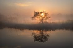 the sun is setting behind a foggy tree on the water's edge, with reeds in the foreground