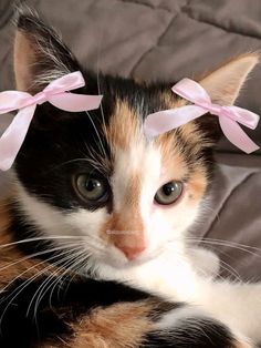 a calico cat with pink bows on its head