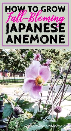 a pink flower with the words how to grow fall - blooming japanese anemone