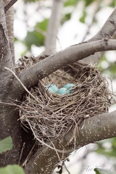 a bird's nest on top of a tree branch