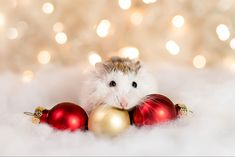 a hamster is sitting next to christmas ornaments