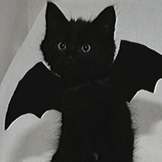 a black cat sitting on top of a white bed next to a stuffed animal bat