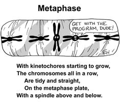 a comic strip with the words metaphase written in black and white on it