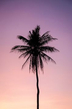 the silhouette of a palm tree against a purple sky