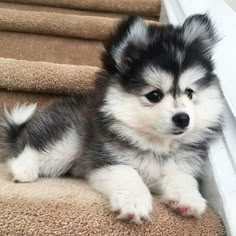 a small dog sitting on top of some stairs