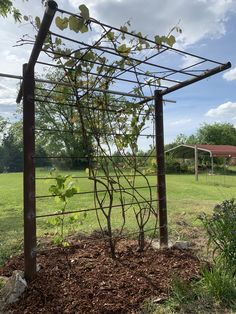 a vine covered trellis in the middle of a field