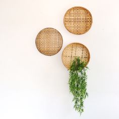 Bamboo Wall Decor, Bamboo Wall Art, Rattan Wall Decor, Antique Bamboo, Bamboo Care, Bamboo Decor, Bamboo Lamp, Bamboo Pendant Light, Bamboo Wall